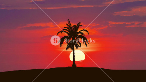 3 In 1 Video! The Palm Against The Background Of Sunrise. Real Time Capture. Wide Angle