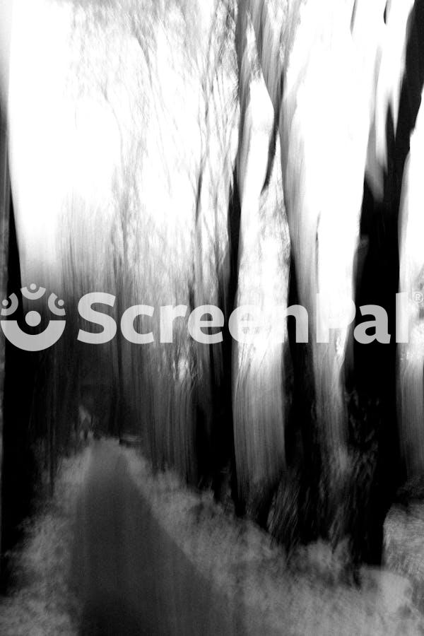 Abstract Black And White Forest Pathway Scene