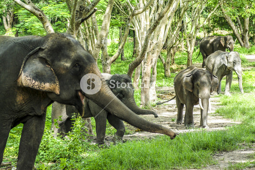 Asian Elephant In Forest
