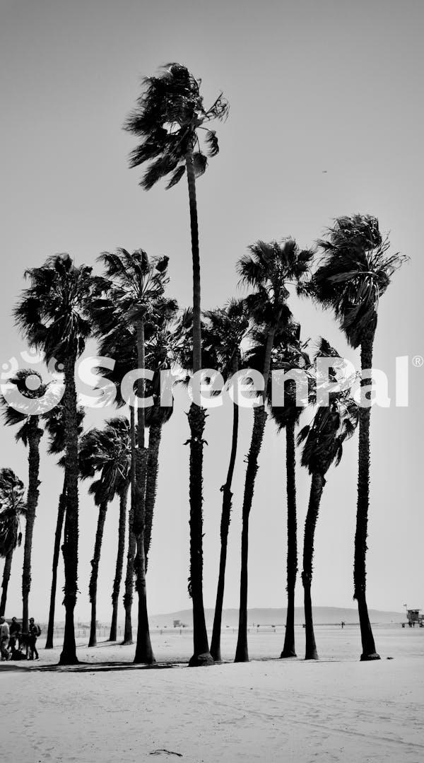 Black And White Palm Trees At Santa Monica Beach