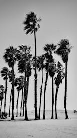 Black And White Palm Trees At Santa Monica Beach