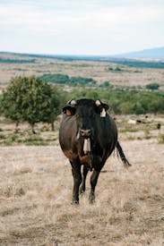 Black Cow Grazing In Spanish Countryside