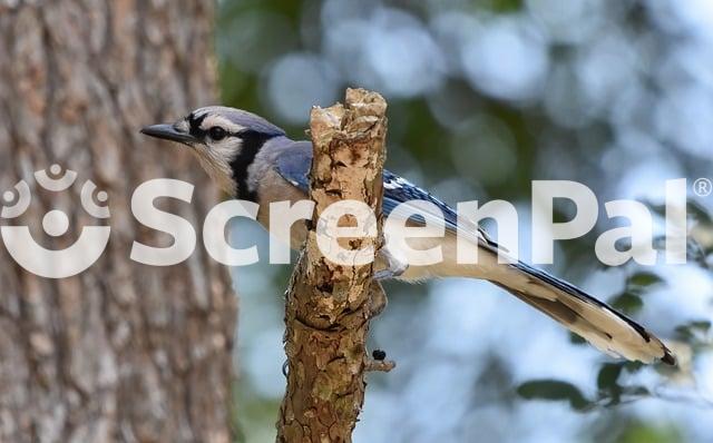 Blue Jay Bird Animal Nature