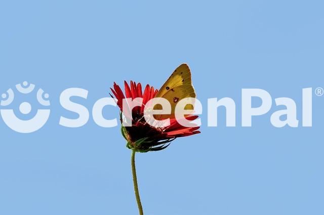 Butterfly Flower Nature Red Bright