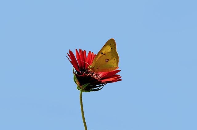 Butterfly Flower Nature Red Bright