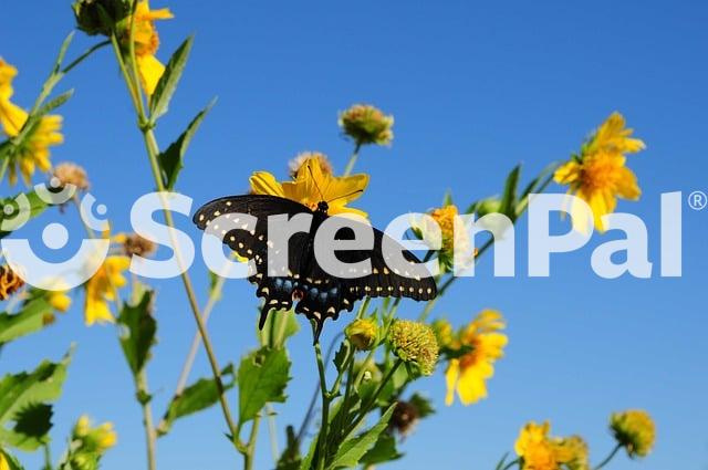 Butterfly Nature Insect Wings