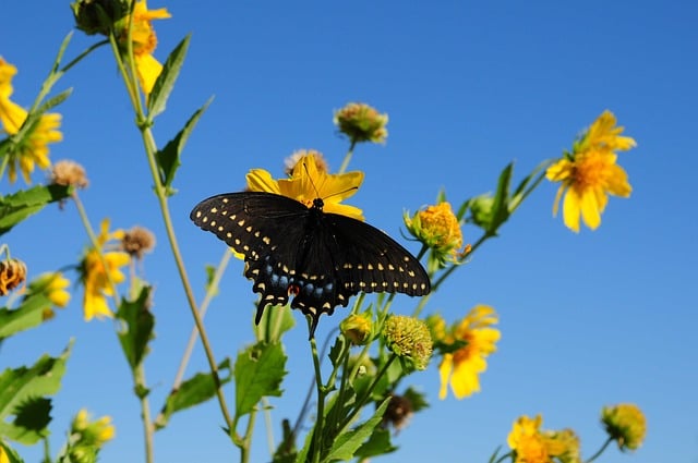 Butterfly Nature Insect Wings