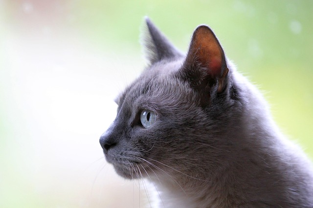 Cat Domestic Animal Gray