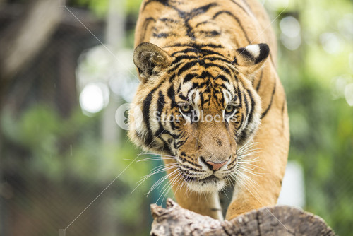 Close Up Tiger In Jungle The Danger Animal.