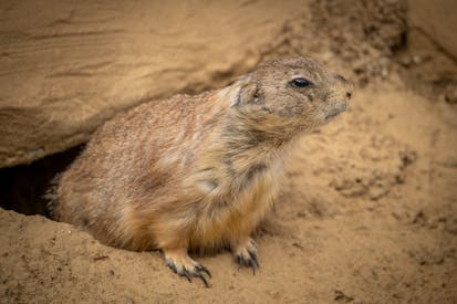 Close Up Of A Prairie Dog Emerging From Burrow
