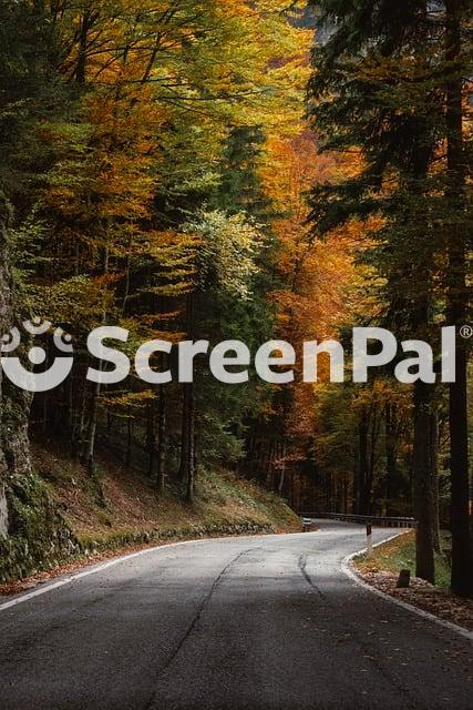 Curved Road Autumn Forest