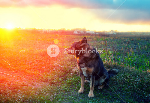 Dog Gazing Sunset In Countryside