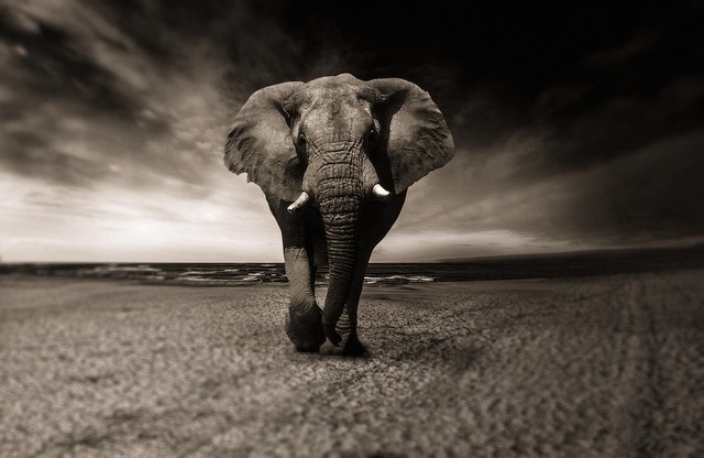 Elephant Black And White Animal