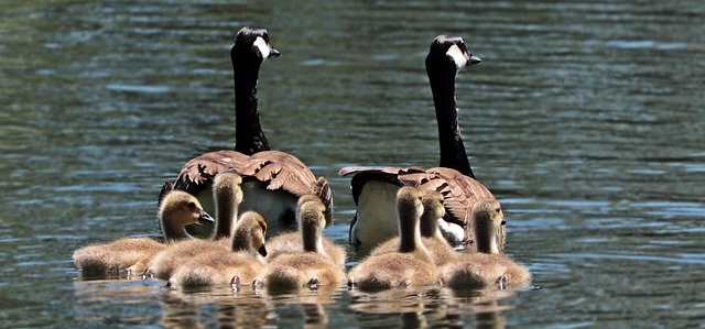 Geese Goose Family Goslings