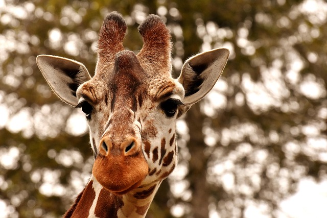 Giraffe Zoo Animal Portrait