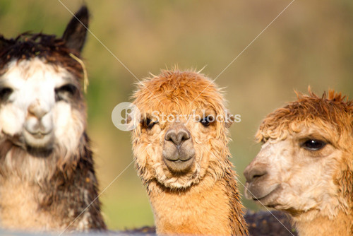 Gorgeous Alpacas From South America