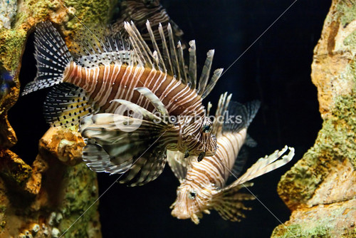 Lion Fish