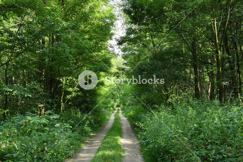 Path In The Green Forest