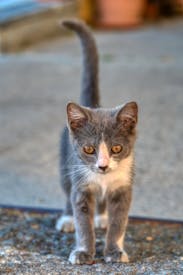 Selective Focus Of Gray Kitten