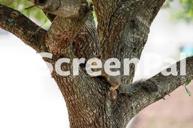Squirrel Tree Nature Animal