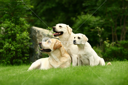 Three White Dogs